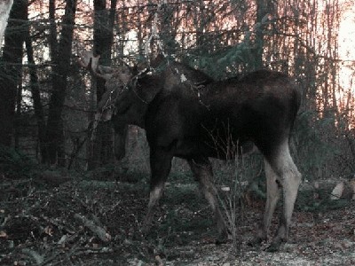 John Bolbos Natur til salg i Galleri Artdanish.dk  send en mail til  artdanish.dk@gmail.com Foto Inge Marie