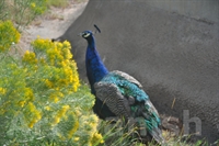 Bird denver zoo