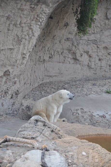 Ice bear denver-zoo-sept-2011 ,40 x 50 cm photo by Karen 