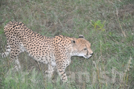 Gepard denver zoo