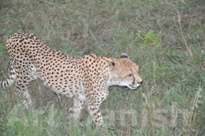 Gepard denver-zoo-sept-2011 ,40 x 50 cm photo by Karen 