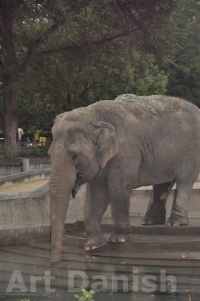 Elephant denver zoo