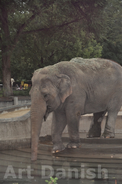 Elephant denver-zoo-sept-2011 ,40 x 50 cm photo by Karen 